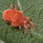 rote Samtmilbe, Trombidium holosericeum