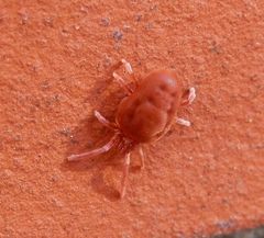 Rote Samtmilbe (Trombidium holosericeum)