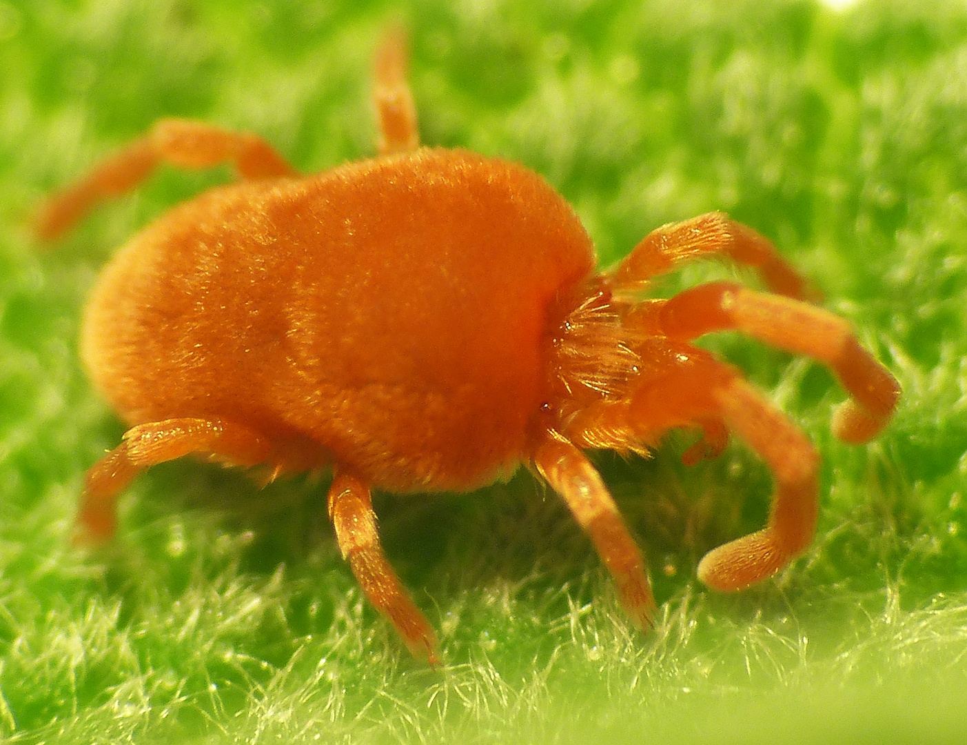 Rote Samtmilbe (Trombidium holosericeum) - Supermakro