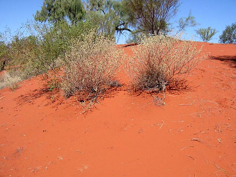 Rote Sanddüne