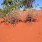 Rote Sanddüne