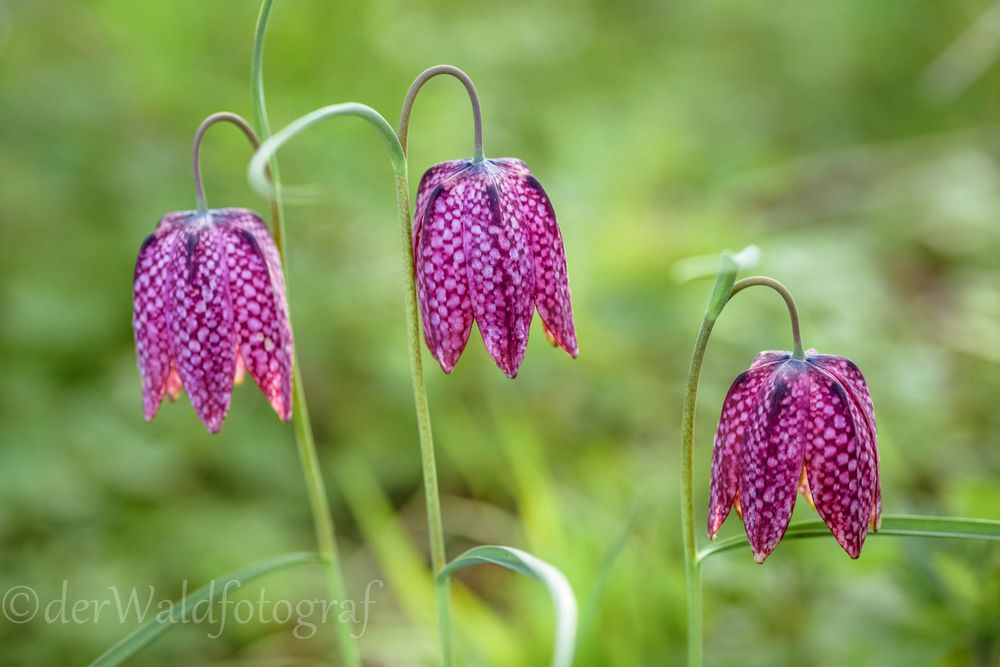 rote Schachblumen