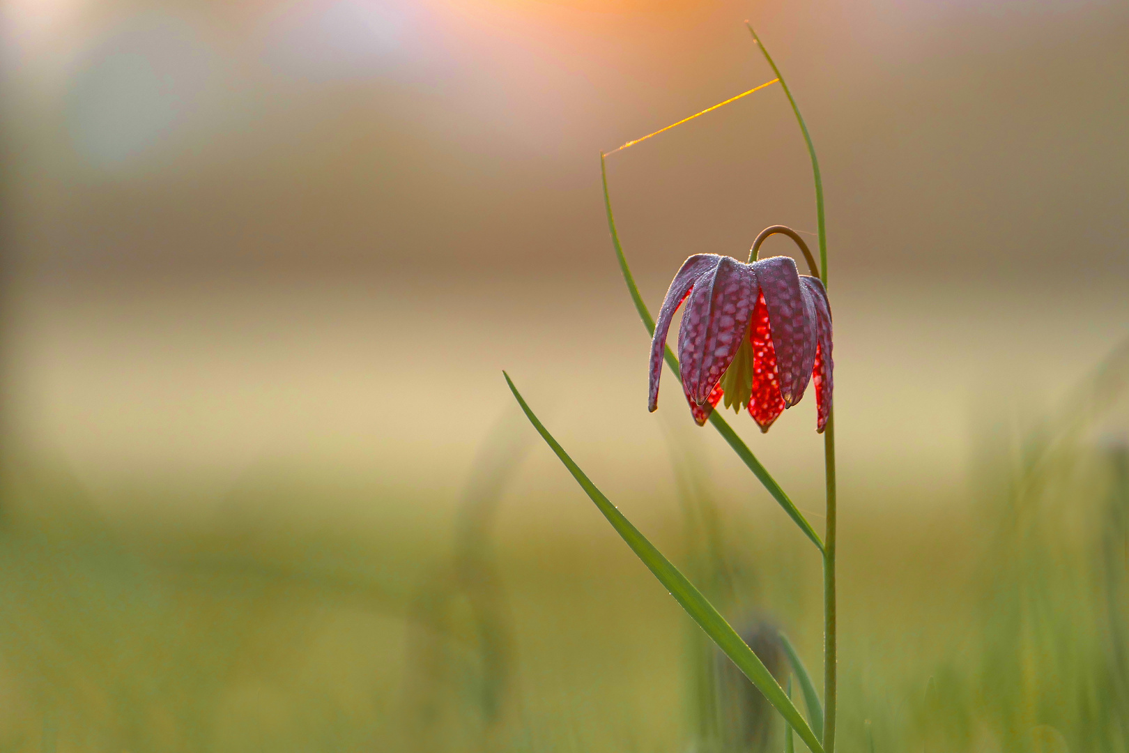 Rote Schachbrettblume