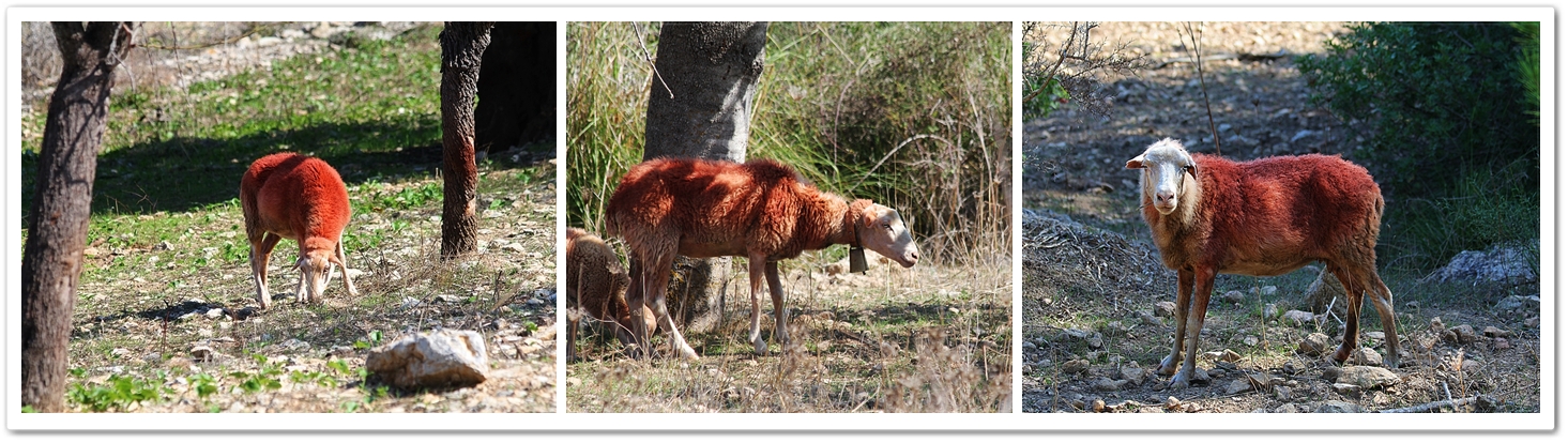 rote Schafe...