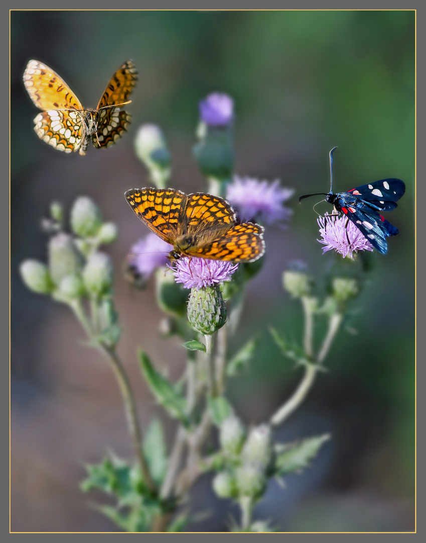 rote Scheckenfalter und Weissfleckwidderchen(amata phegea)