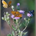 rote Scheckenfalter und Weissfleckwidderchen(amata phegea)