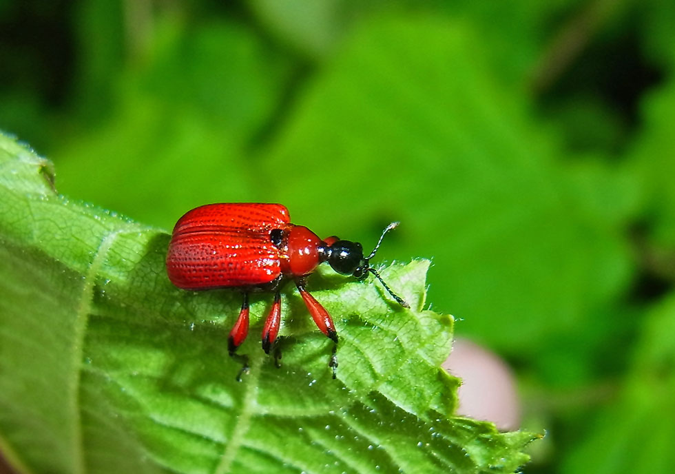 Rote Schenkel...