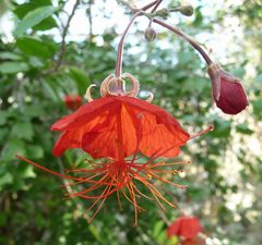 rote Schirmblüte unbekannter Pflanze