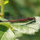 Rote Schlanklibelle