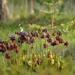 Rote Schlauchpflanze- Blütezeit