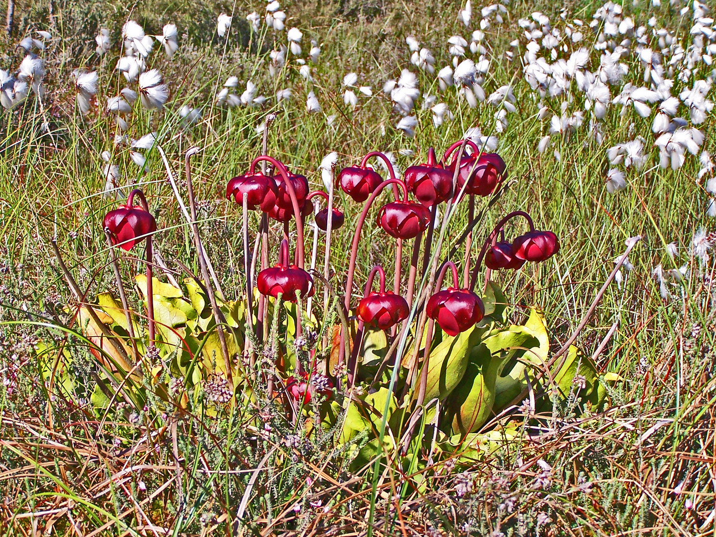 Rote Schlauchpflanze (Sarracenia purpurea)