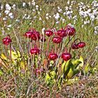 Rote Schlauchpflanze (Sarracenia purpurea)