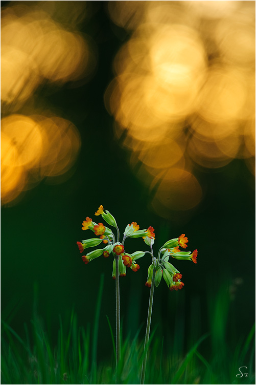 Rote Schlüsselblume