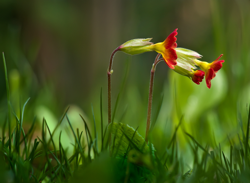 rote Schlüsselblume