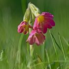 Rote Schlüsselblume