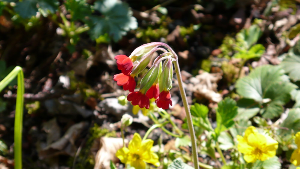 rote Schlüsselblumen