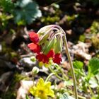 rote Schlüsselblumen