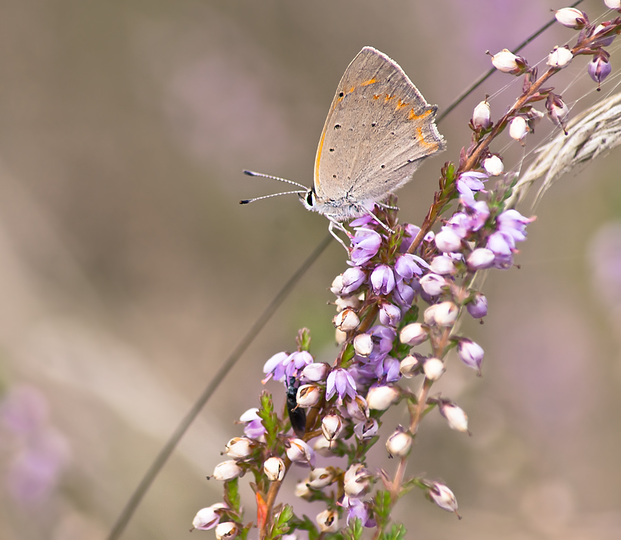 Rote Schmetterling