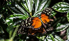 rote-schmetterlinge-