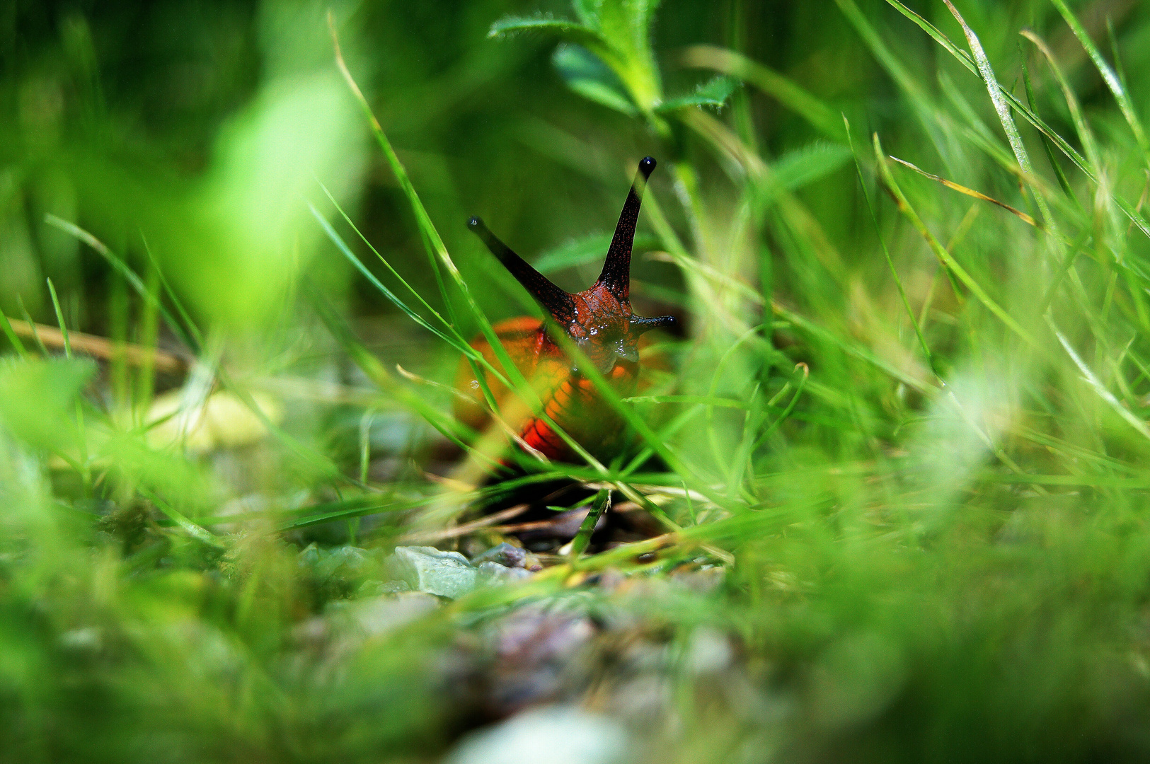 Rote Schnecke