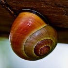 Rote Schnecke