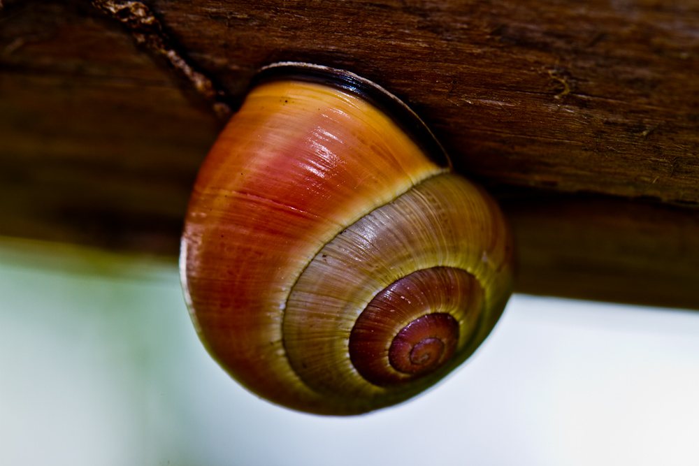 Rote Schnecke