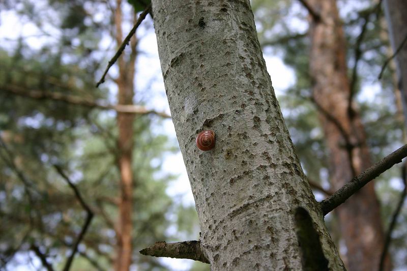 Rote Schnecke ?!