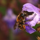 Rote Schneckenhaus-Mauerbiene (Osmia aurulenta) - Weibchen