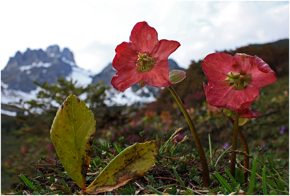 Rote Schneerosen