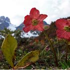 Rote Schneerosen