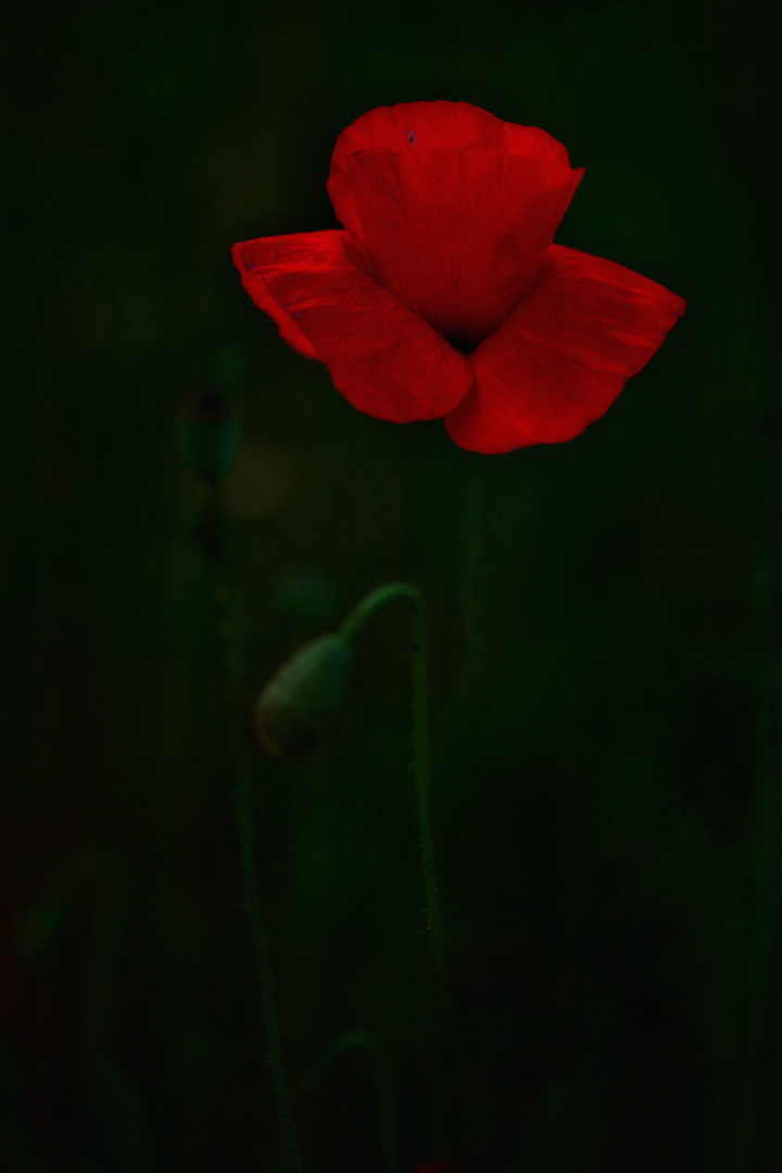 Rote Schönheit 