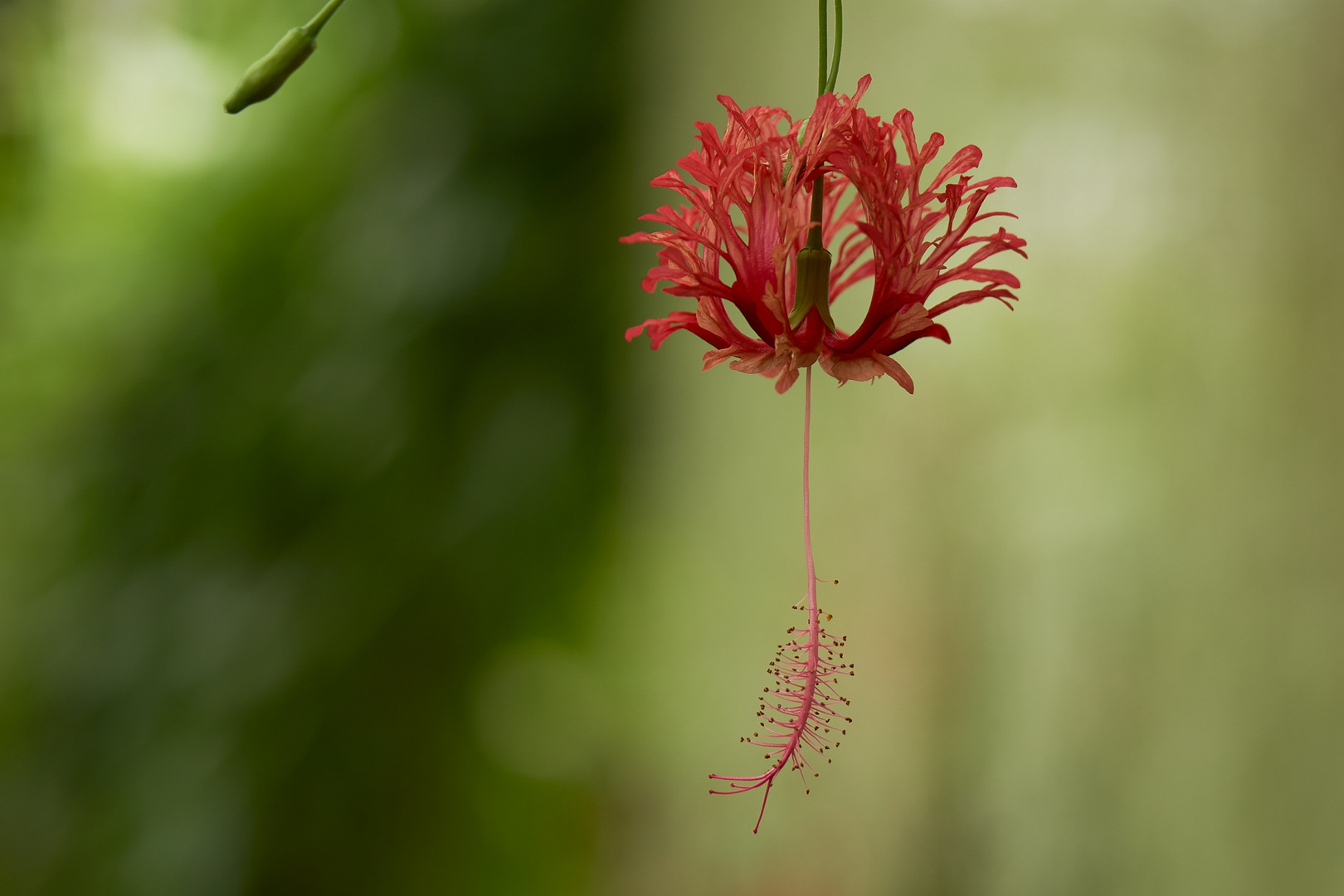 rote Schönheit