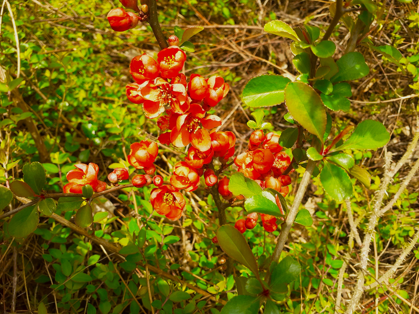 "Rote Schönheit"