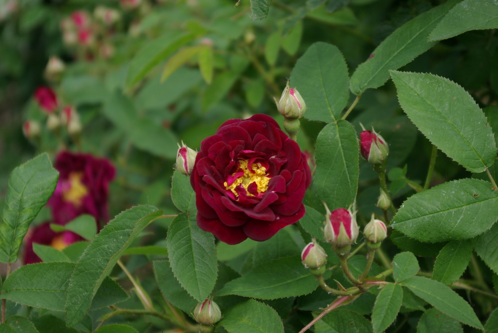 Rote Schönheit