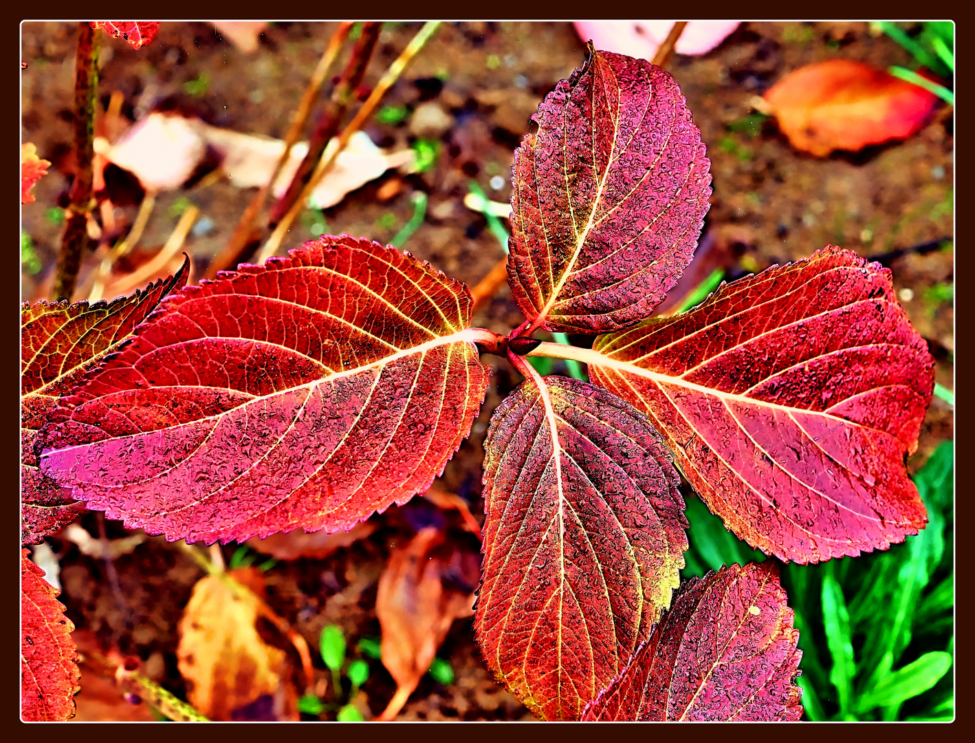 Rote Schönheit