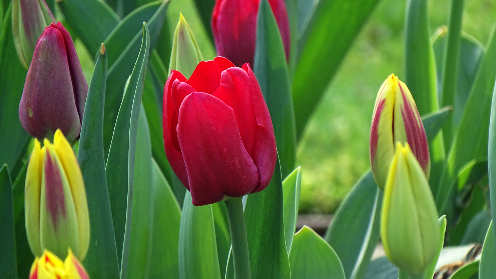 Rote Schönheit