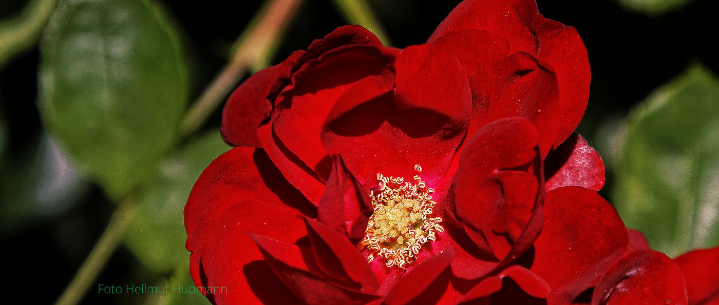 ROTE SCHÖNHEIT, AUCH ALS ROSE BEKANNT.