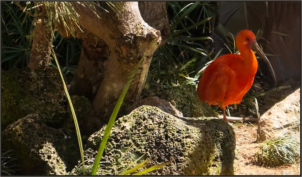 Rote Schönheit aus Teneriffa