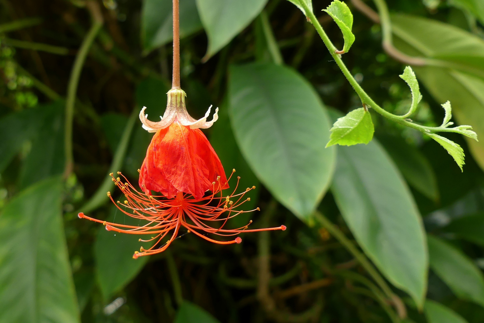 Rote Schönheit