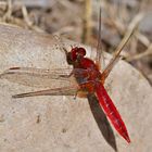 Rote Schönheit - Feuerlibelle (Crocothemis erythraea)