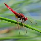 Rote Schönheit: Feuerlibelle (Crocothemis erythrea)