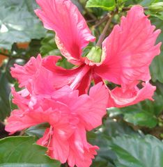 Rote Schönheit (Hibiskus)