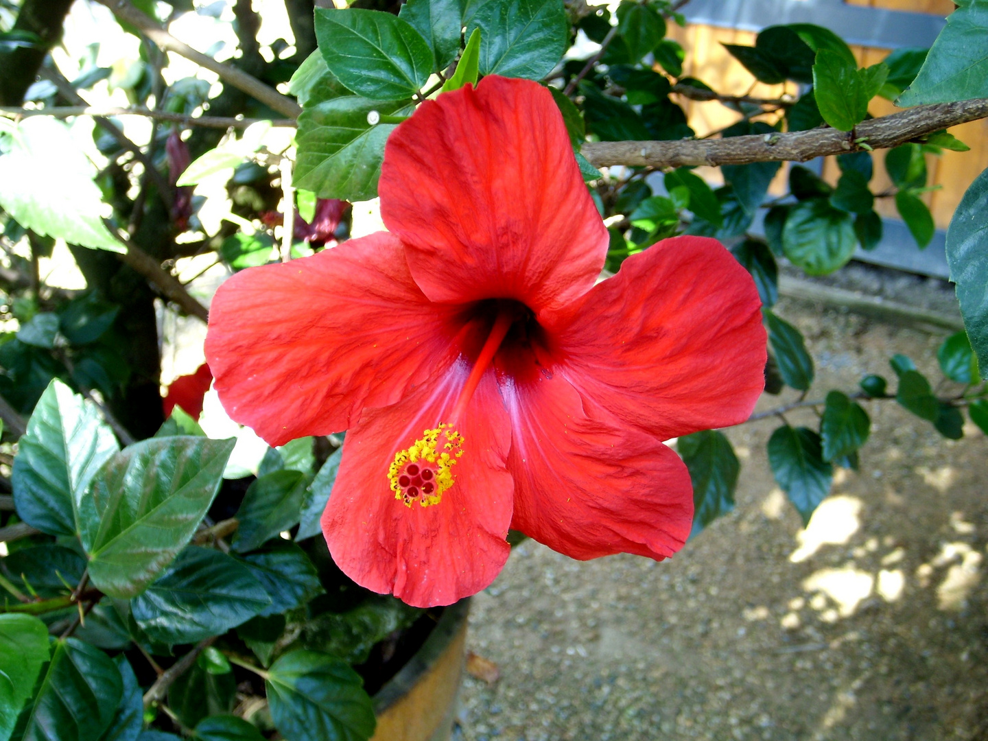 Rote Schönheit im Kurpark Bad Pyrmont