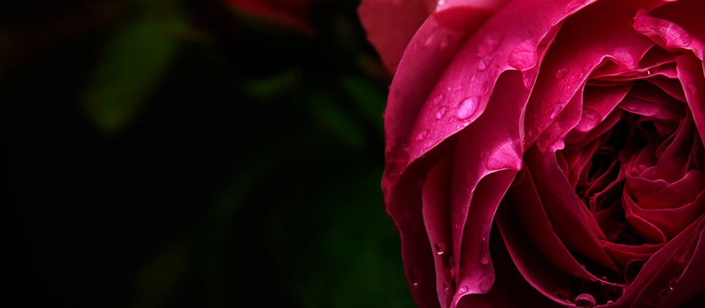 Rote Schönheit im Regen