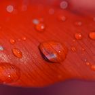 Rote Schönheit mit Wassertropfen
