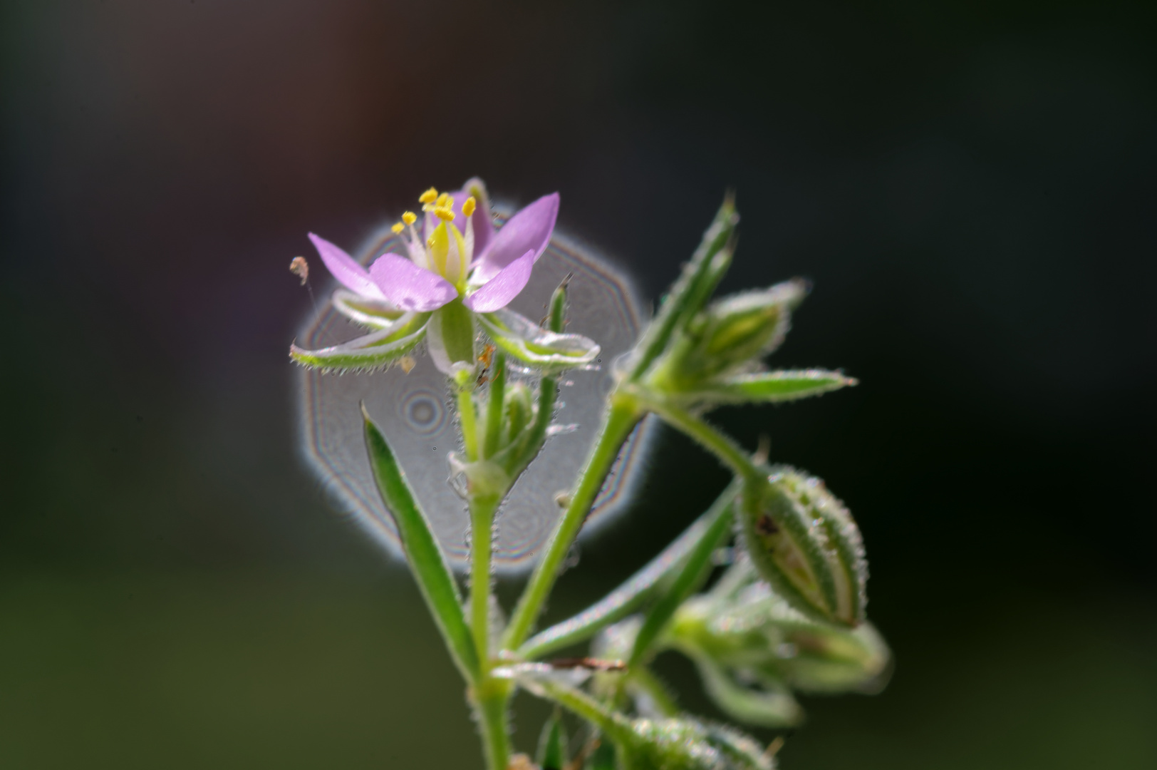 Rote Schuppenmiere (Spergularia rubra)