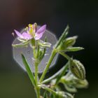 Rote Schuppenmiere (Spergularia rubra)