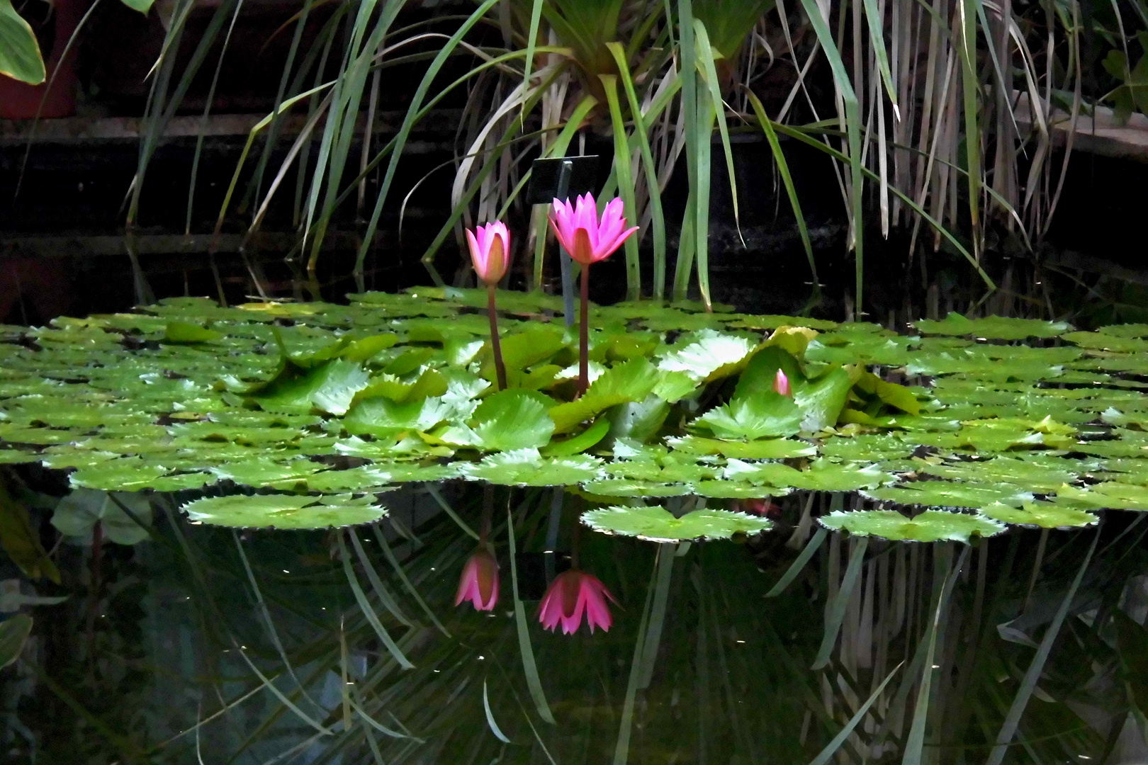 Rote Seerose