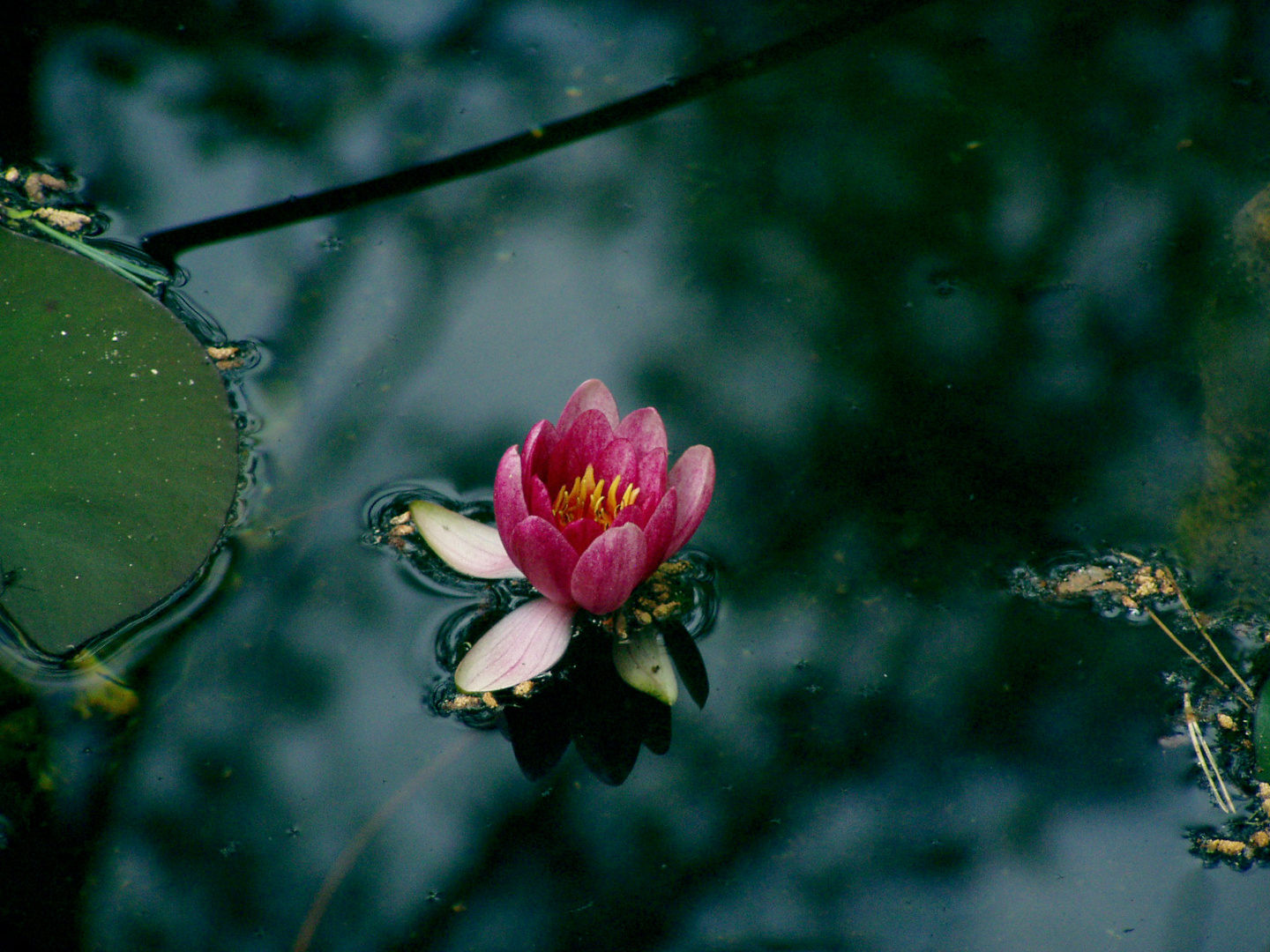 rote Seerose