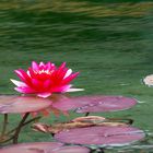 rote Seerose aus 5m Entfernung